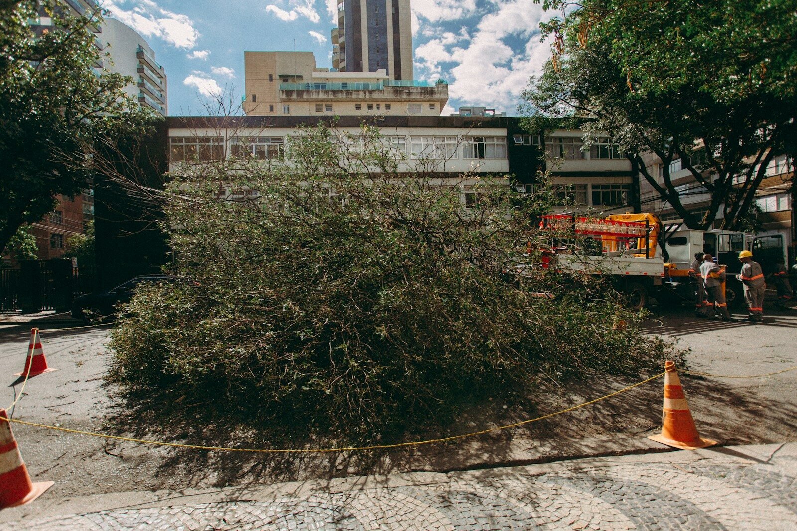 Fallen tree blocking a street after a storm