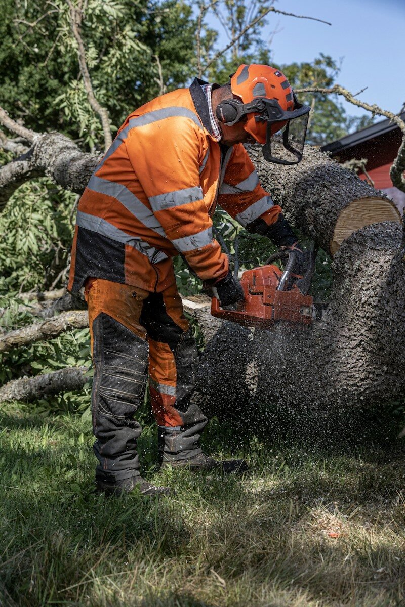 Tree worker cutting a tree with a chainsaw