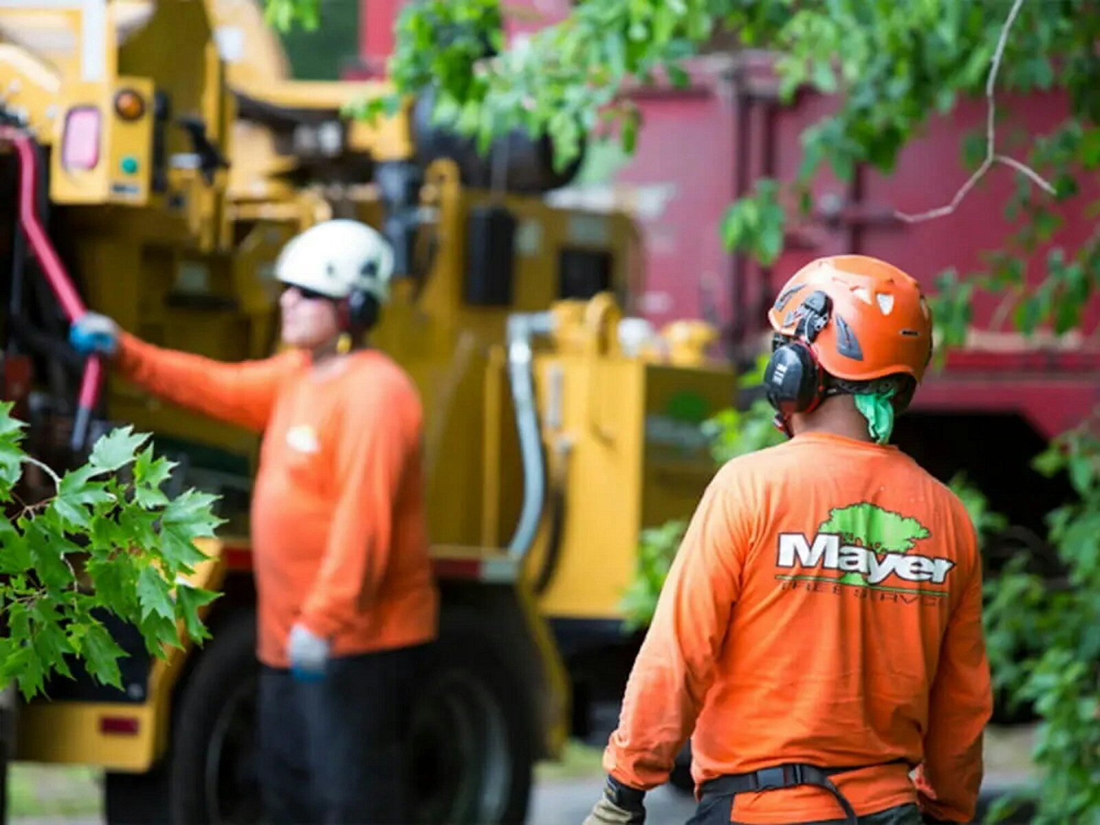 Tree crew feeding brush into a chipper